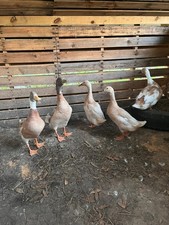 10+ 2 Runner Duck Hatching