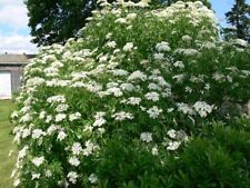 Sambucus nigra 9 cm pot - Common Elder - small tree large shrub elderberries