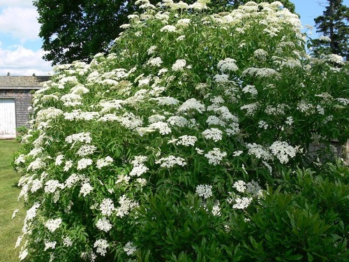 Sambucus nigra pot - sambucus,