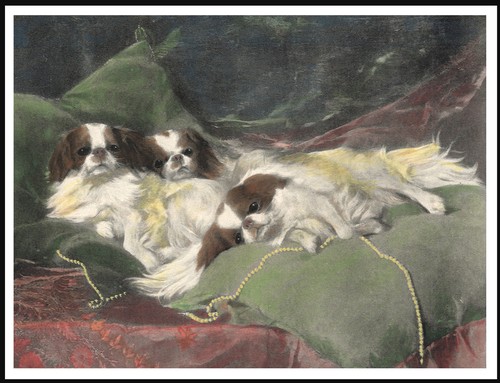 Japanese chin dogs lovely dog - chin,