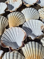 Large atlantic scallop - ,