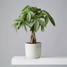 Pachira Aquatica Money Tree