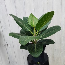 Ficus benghalensis - ficus, or