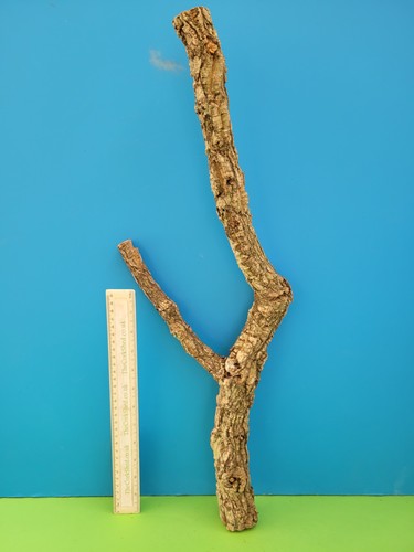 Cork bark branch - bark, 61cm