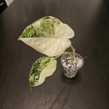 Alocasia Dragon Scale Albo
