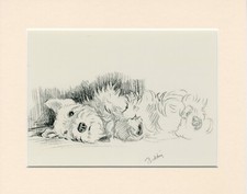 SEALYHAM TERRIER LOVELY OLD