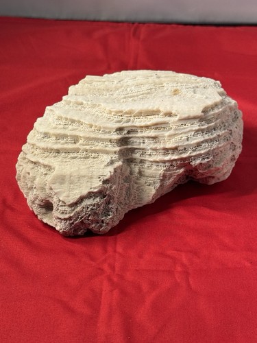 Bonsai suiseki fossils brain - suiseki,