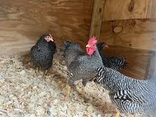 Barred Plymouth Rock Bantam