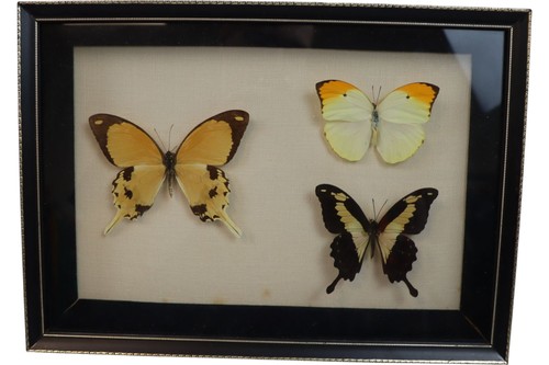 Framed butterfly taxidermy - butterfly,