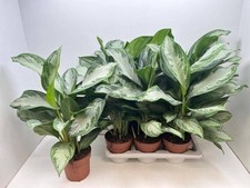 XL Aglaonema Silver Established, Moisture Loving, Indoor / House Plant, 17cm Pot