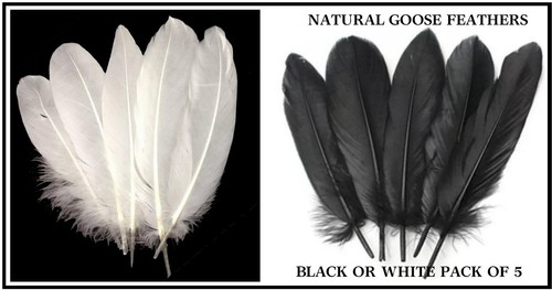 Natural goose feathers black - natural, feathers~black
