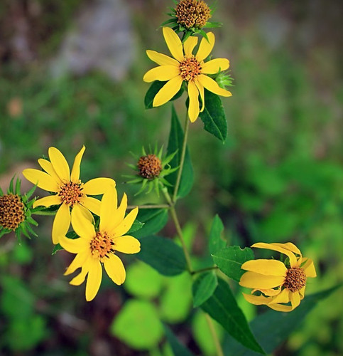 Woodland rough sunflower - woodland/rough,