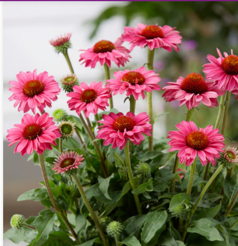 Echinacea sunseeker magenta - echinacea,