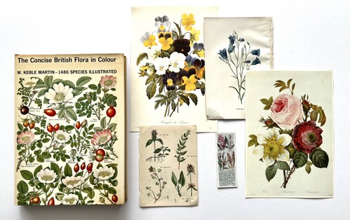 The concise british flora - the,