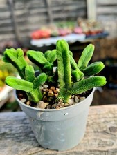 Crassula Pyramidalis |  easy-care succulent plant 