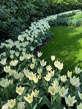 Fifty tulip purissima - tulip, 'purissima'