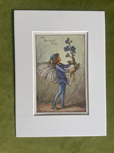 Speedwell flower fairy - flower,