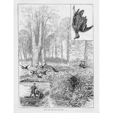 Shooting Wild Duck and Teal - Antique Print 1883