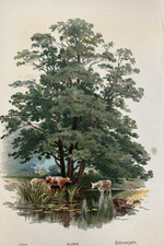 Antique Print The Alder Tree