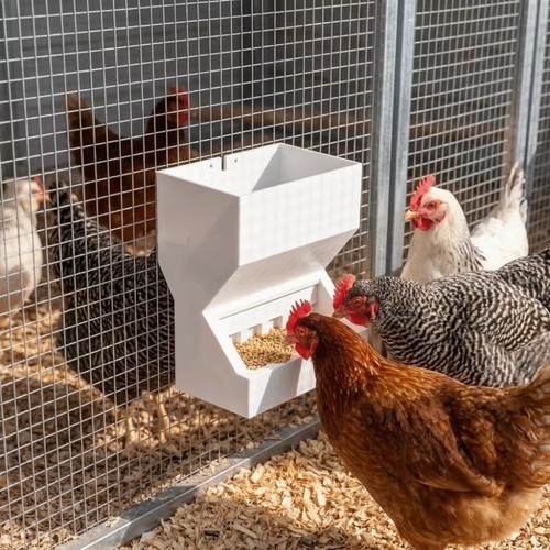 Chicken poultry feeder drinker - chicken,