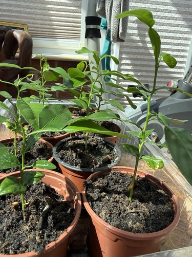 Kaffir lime plant - kaffir,