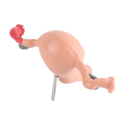 Female reproductive system - female,