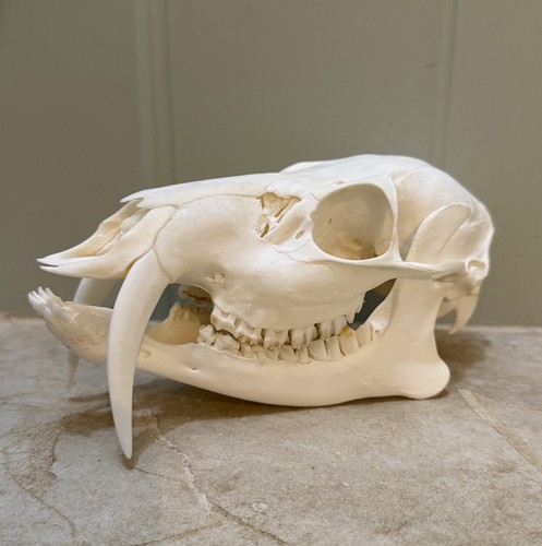 Chinese water deer skull buck - chinese,