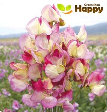 SWEET PEA SPANISH DANCER - 15