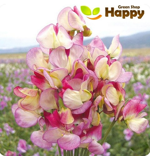 Sweet pea spanish dancer 15 - pea,