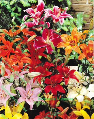 Mixed tree life lily - tree,