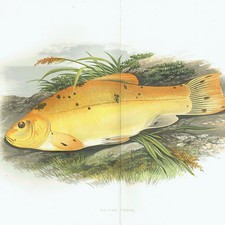 Fish - Golden Tinc - Golden