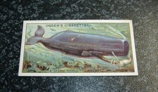Ogdens - Whaling No10 - Sperm Whale