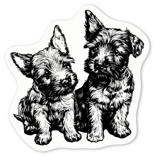 Cute scottish terrier - 'cute,