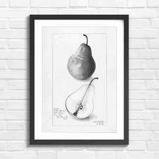 Wilder Early Pear Fruit