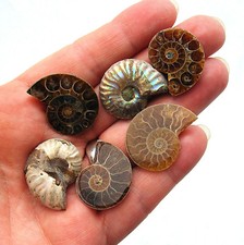 One Ammonite Half 20-40mm