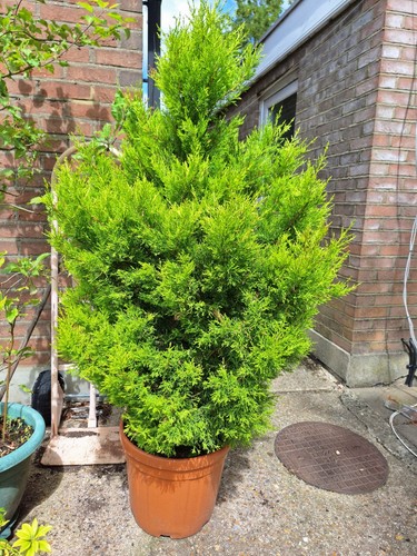 Lemon cypress tree 110 cm - cypress,