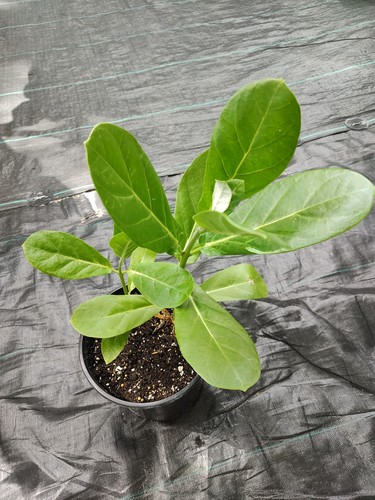 Giant milkweed one - gallon, pot