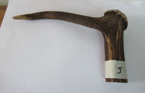 Red deer stag antler coronet - deer,