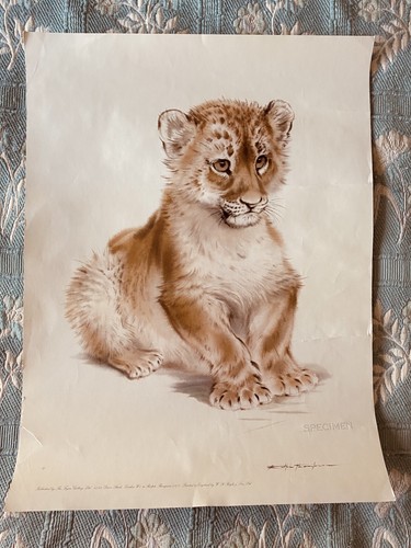 Vintage original specimen - vintage,