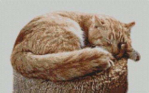 Ginger cat kitten sleeping - ginger,