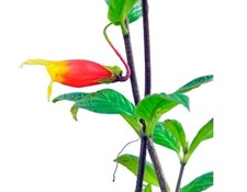 Rare terrarium plantColumnea