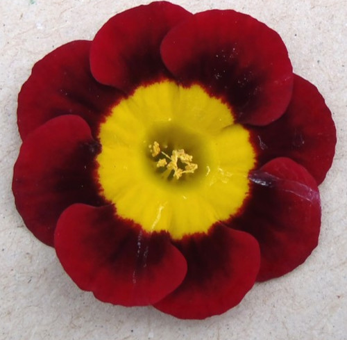 Primula auricula applecross - auricula,