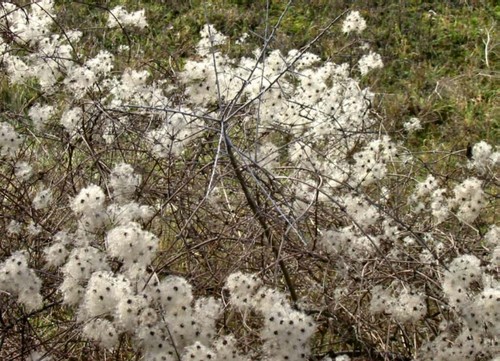 Clematis vitalba rapid climber - clematis,