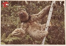 The Unusual Friends of The Laughing Cow Card No.5 - The Sloth