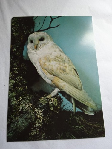 Mounted taxidermy barn - taxidermy,