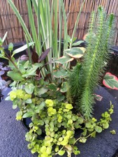 Floating Plant Island 25cm round or square plus Marginal plants one postage