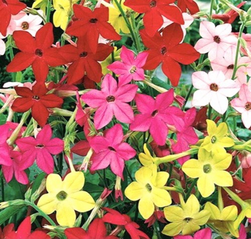 Winged flowering tobacco mix - mix,