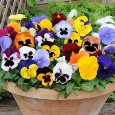 Pansy mini plug - , mixed