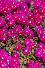 Neon Magenta Pink Lampranthus