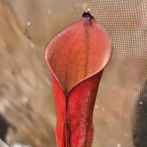 Heliamphora electrum - heliamphora, -aw-